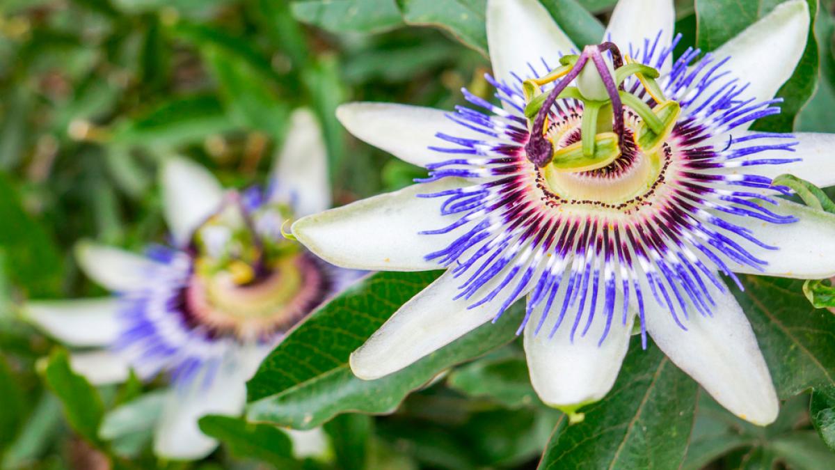BosqueBetula's tweet photo. Webinar - Valeriana, lúpulo y pasiflora, 3 plantas sinérgicas para el control de la ansiedad y los trastornos del sueño

Te esperamos el 07 de Junio a las 12:30 PM 
#webinar #ansiedad #sueño #nutricion #fitoterapia #betula

https://t.co/SIQdXCluJw https://t.co/AD4gHD3Wk4