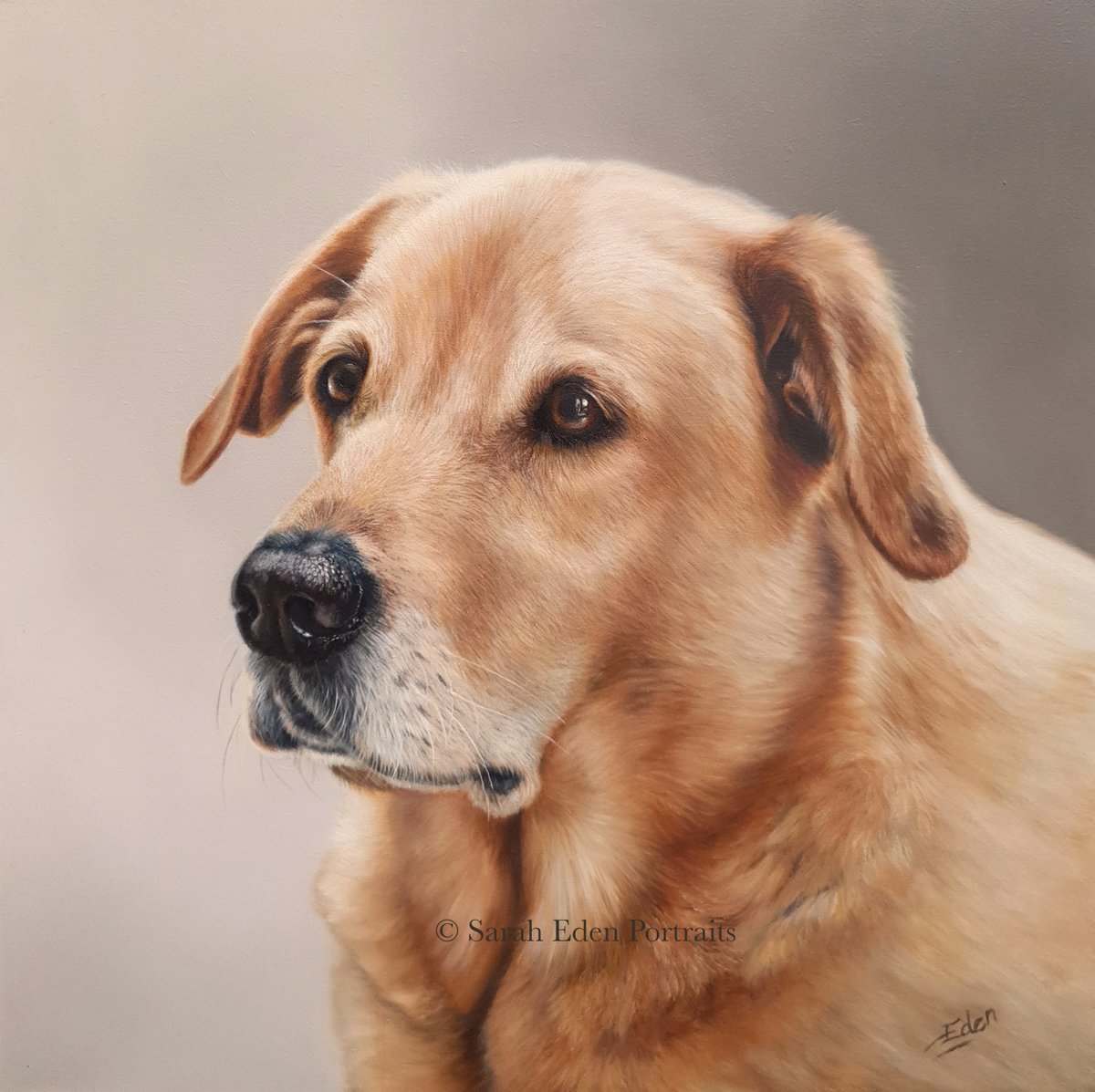 Have spent some time refining this painting and I feel it's much improved. Hope you all agree? 🤞🤞🤞

#lab #goldenlab #labradorportrait #labradorpainting #goldenlabrador #goldenlabs