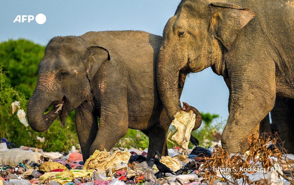 AFP Communications tweet media