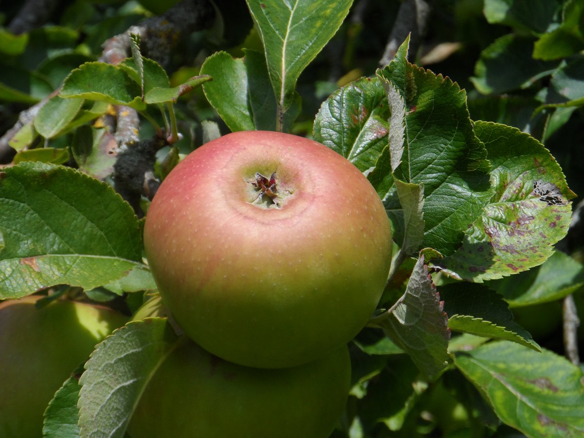 adastracider's tweet image. **** 𝐇𝐨𝐭 𝐨𝐟𝐟 𝐭𝐡𝐞 𝐏𝐫𝐞𝐬𝐬 ****

We are on BBC Radio Somerset tonight and everyday this week (except Friday).  Tune in at 8:10pm tonight to hear me waffle on about all things Ad Astra and cider making.