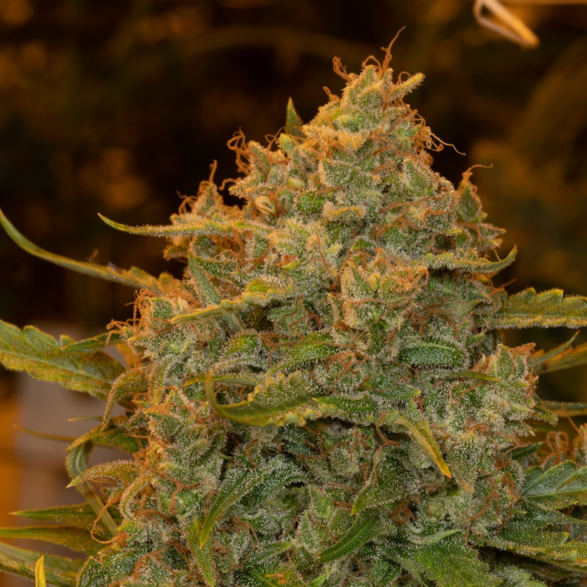 SensiSeeds's tweet photo. Choco Automatic cannabis seeds result from outcrossing a Thai, Chocolope and Haze with a hardy Ruderalis in our vigorous Breeding Grounds program with Fat Beans.
||#SensiSeeds #SensiSeedsBreedingGrounds #GrowYourOwn #ChocoAutomatic #FatBeans https://t.co/a6aBFBRBh0