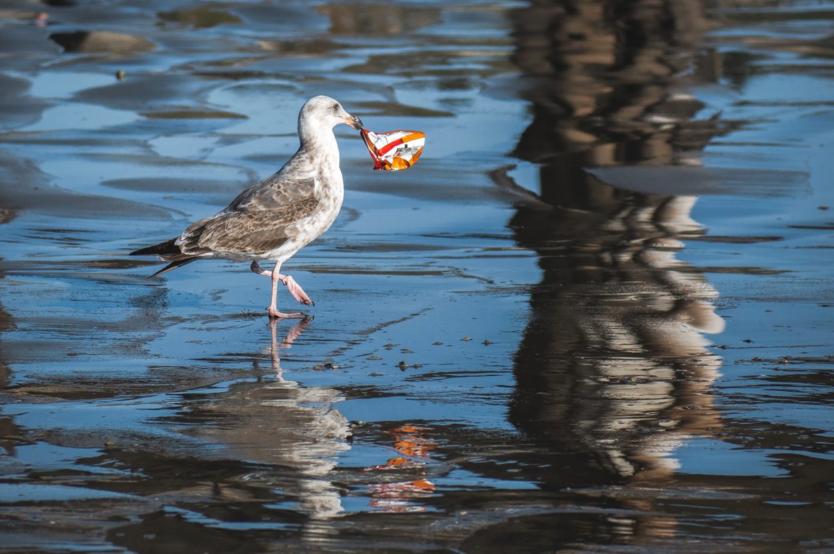 Plastikler Anne Karnına, İnsan Kanına Kadar Girdi! eczagundem.com/haber/plastikl… #eczaci #eczane #5HaziranDünyaÇevreGünü #DünyaÇevreGünü #Plastik #Plastikkirliliği #DenizAtaç #Plastikkirliliğinesonver