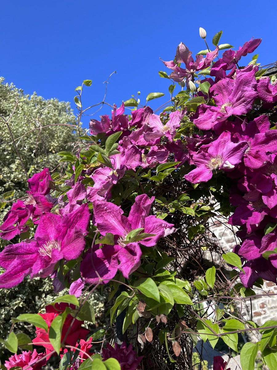 #WorldEnvironmentDay2023 
Such beauty this morning on my walk! 
Appreciate what we could loose! 
#roses #gardening #flowers