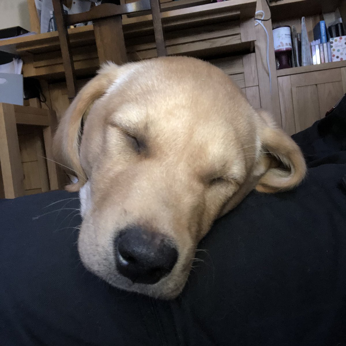 KTHallmark's tweet image. Ruby after her first short* shift as #WorkshopAssistant