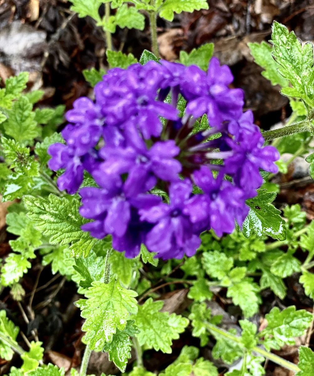 #Blue ish flowers  to cure your  #MondayMorning blahs .#MondayBlue #Flowers #GardeningTwitter