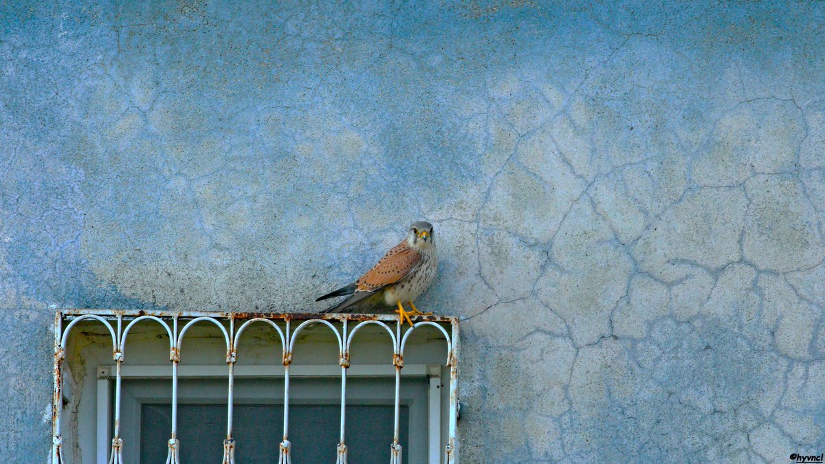 TRAKUS | Fotogaleri | Kerkenez

trakus.org/kods_bird/uye/…

#kestrel #falcotinnunculus #pajareo #urbanecology #hayvanmanzaraları #16x9_birds #birdsoftwitter #500pxrtg #ThePhotoHour #dailyphoto #PintoFotografía #thePhotoNow #yourshot #photooftheday #photoHDR #FotoRshot #rapaces #anke