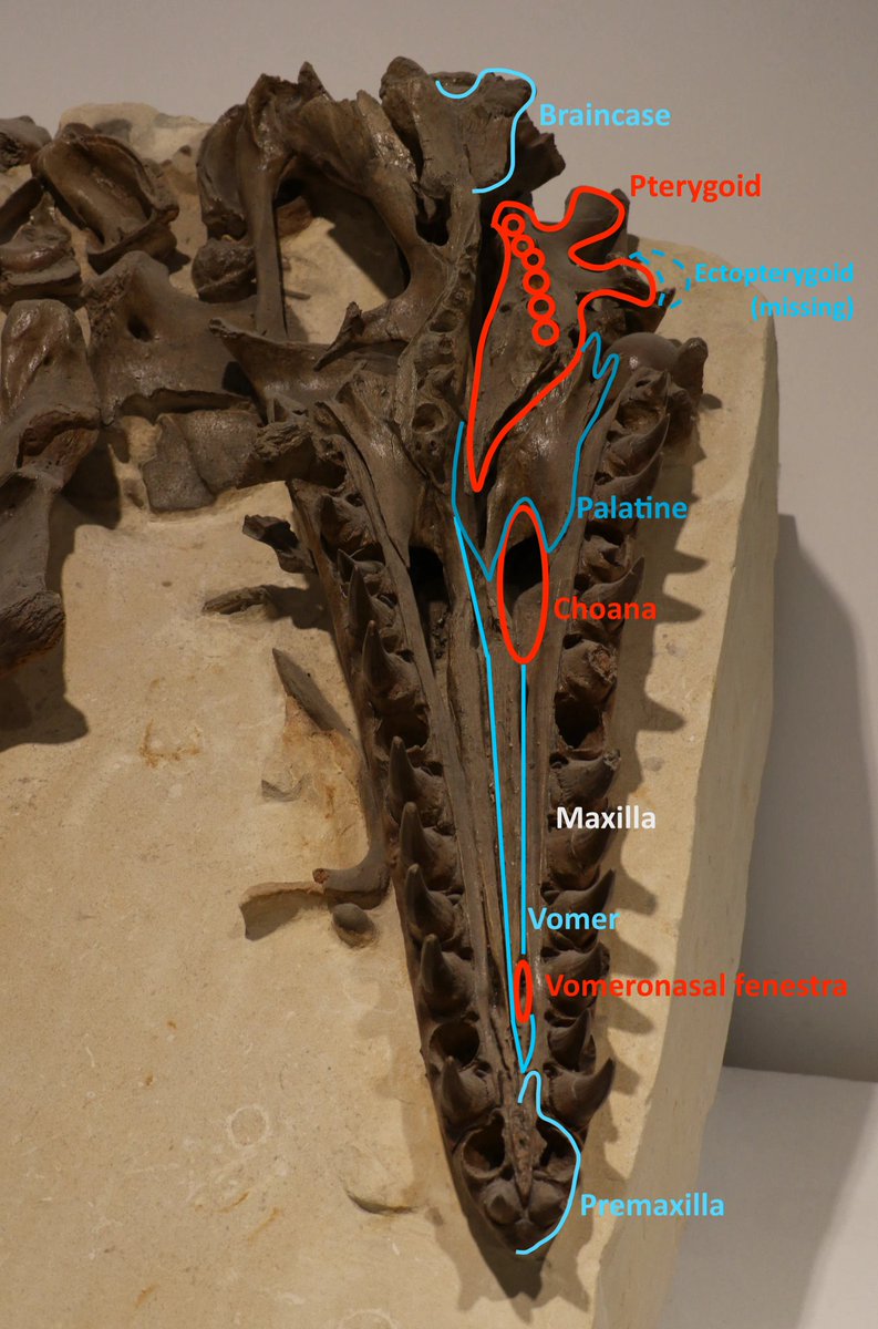 Happy #MosasaurMonday!
Meet Mosasaurus hoffmannii IRScNB R 303. It is one of the most immaculately preserved Mosasaurus skulls we have; check out that near-perfect palate!! It even has both vomeronasal fenestrae - the openings used by the forked tongue to 'taste smells.'