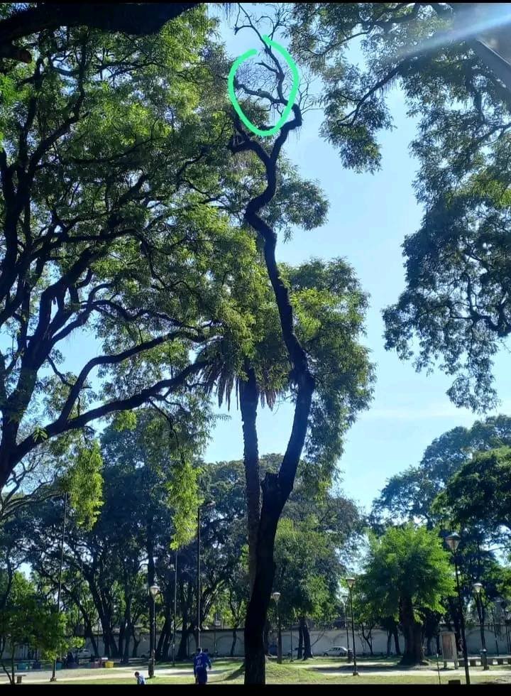 Se cumplen 3 días que el gatito está en lo alto de un árbol (Parque Avellaneda) los bomberos aún no fueron y otras entidades que se encargan de rescate animal no tienen escaleras tan altas, se necesitara una grúa. Por favor compartan y hagan esto viral. Gracias!