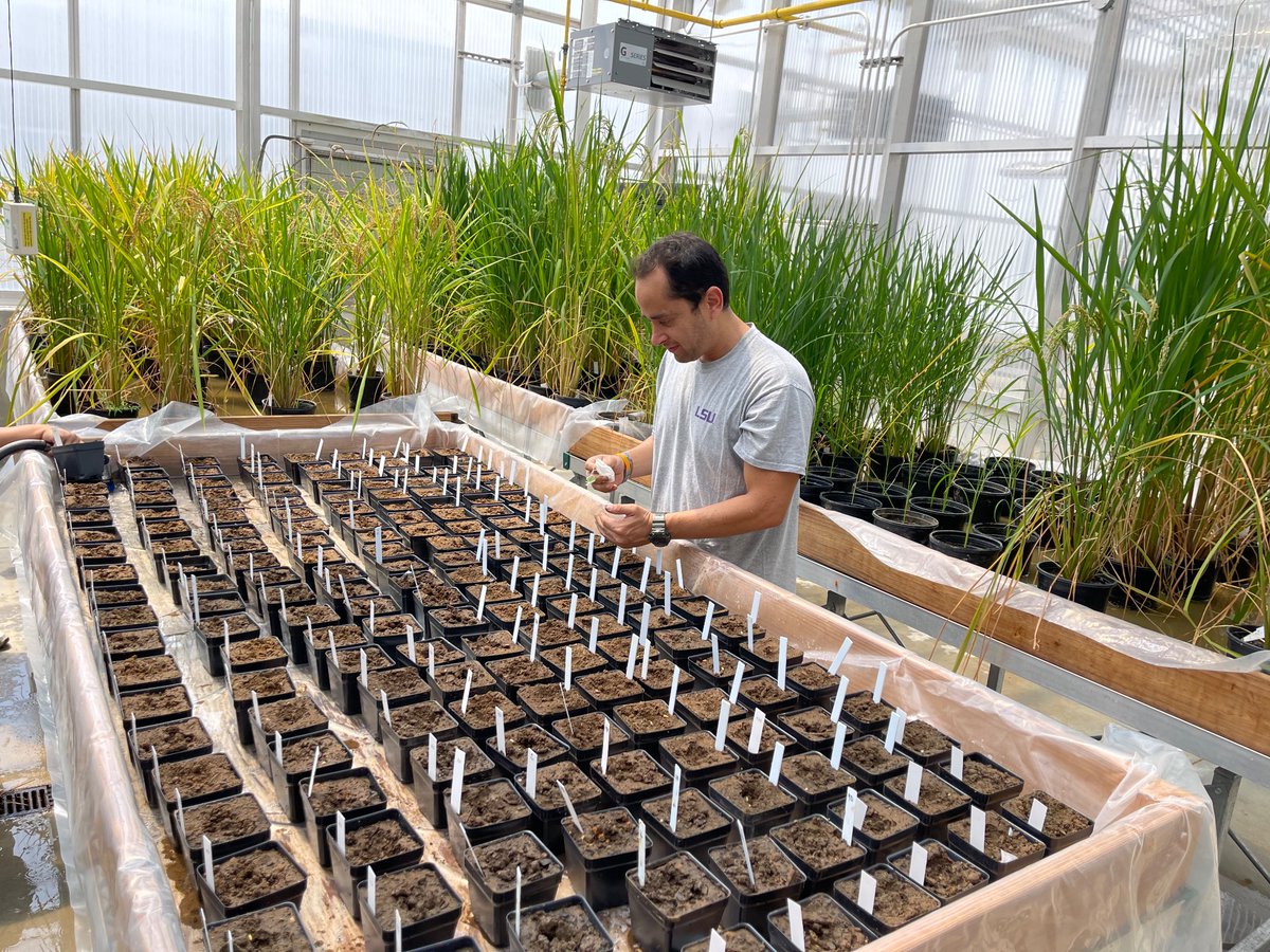 LSU Phytobacteriology Lab tweet media