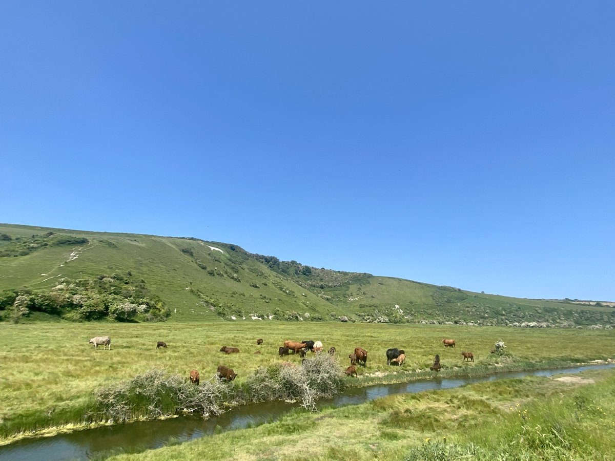 marcthevet's tweet photo. Perfect conditions for weekend stroll on the Downs. Fairly easy 8-mile circular from @theploughharrow in #Litlington & along upper #CuckmereRiver under #WhiteHorse, which has been around for almost 100 years, with original carving dating back as far as 1800s. #SouthDowns #Sussex https://t.co/YqpXTIaSJv