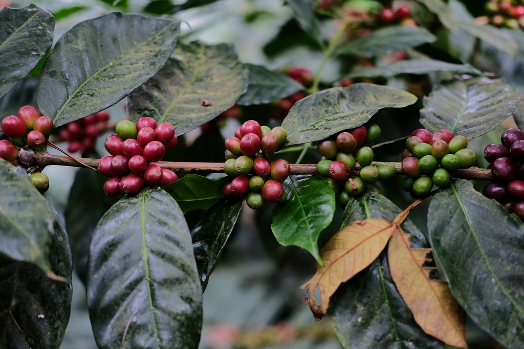 Coffee cherries ripening at Silvio Sanchez's farm, Santa Teresa de Mogoton, in Nueva Segovia, Nicaragua.
⁠
Nicaragua Santa Teresa de Mogoton Catuai Natural is available now in 25 lb boxes in our Microlots collection, or as green or roasted samples!
bit.ly/3j7dTPg