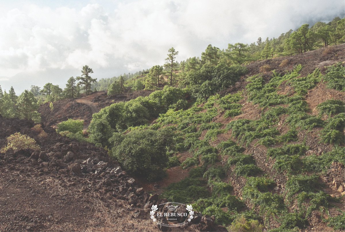 〰️ Más que tierra, eres cielo, campo nuestro. El Rebusco es raíz y tierra mojada  #Candelaria #DOValledeGüímar #Tenerife #vinosdeTenerife #isladevinos #vinosdealtura #IslasCanarias #CanaryIslands #enoturismo #vinocanario #ElRebuscoBodegas