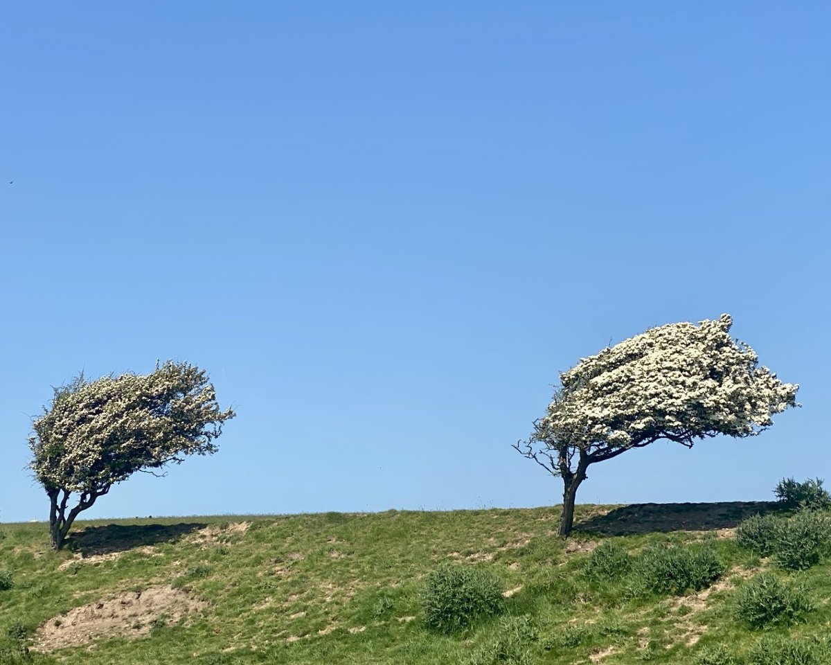 marcthevet's tweet photo. Few more pics from along lower #CuckmereRiver & up to #SouthHillBarn in #SeafordHead Nature Reserve. Stunning views across from #HopeGap to @SevenSistersCP. So much nature around incl. various finches, butterflies, geese, kestrels, swans, egrets & loads more! #SouthDowns #Sussex https://t.co/PvQ6rTfHU6