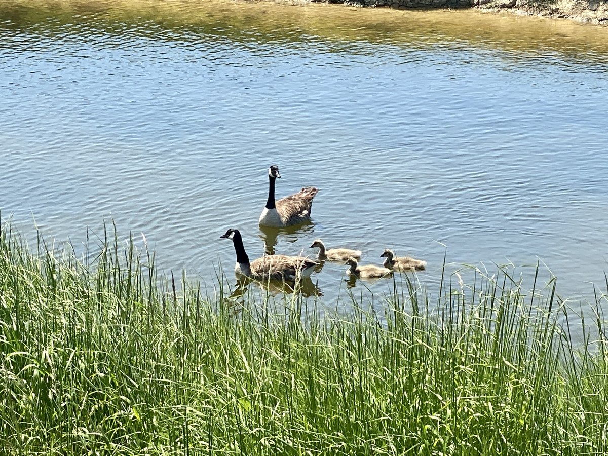 marcthevet's tweet photo. Few more pics from along lower #CuckmereRiver & up to #SouthHillBarn in #SeafordHead Nature Reserve. Stunning views across from #HopeGap to @SevenSistersCP. So much nature around incl. various finches, butterflies, geese, kestrels, swans, egrets & loads more! #SouthDowns #Sussex https://t.co/PvQ6rTfHU6