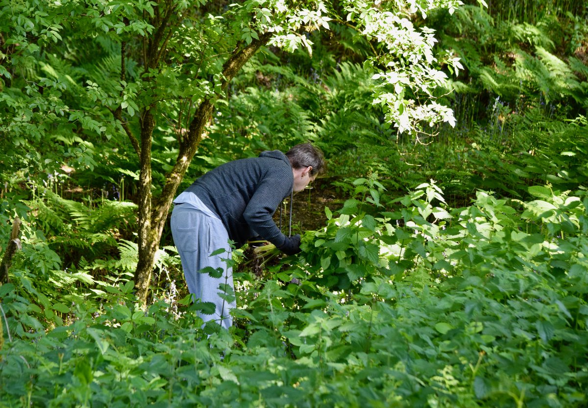 🎉 IT IS #NATIONALVOLUNTEERWEEK! 🎉

Thanksto everyone who joined us (including the🐎) on Sunday at our first Balsam Bashing Session of the season (our next is on 2nd July)

Balsam can crowd our native species & reduce biodiversity, Balsam must be pulled before producing seeds.