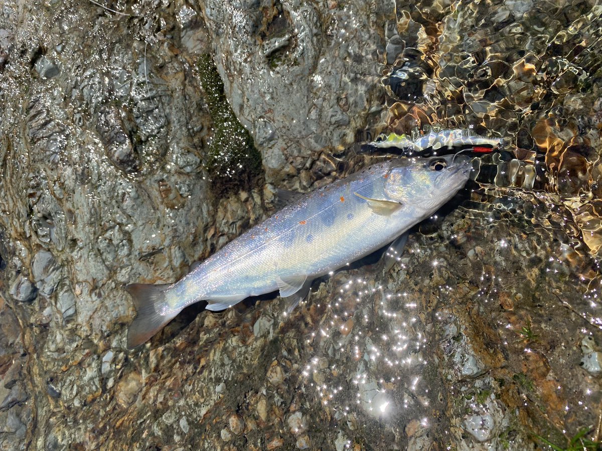 久しぶりにアマゴが釣れた😘