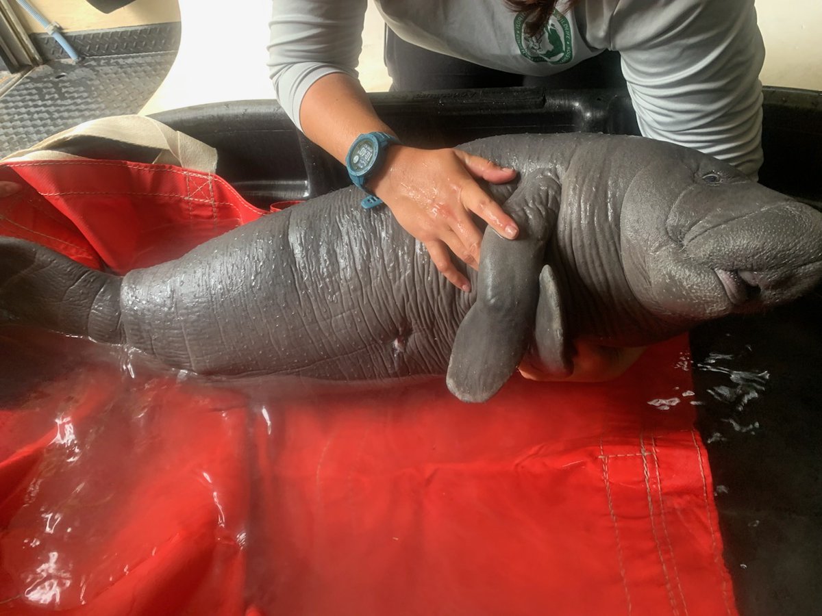 On Thursday, our staff rescued a distressed #manatee calf with buoyancy issues near Jacksonville. The animal was successfully rescued and taken to @SeaWorld for rehabilitation.