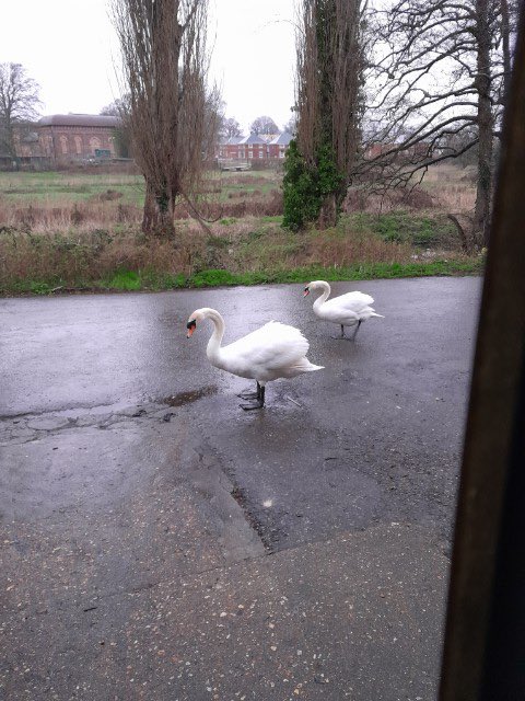brewmb16's tweet photo. @NateDawg27 Got a couple of swans by my work, and they are totally the opposite of pricks.. a bit 2 friendly if anything 😂 https://t.co/CGcasScBWa