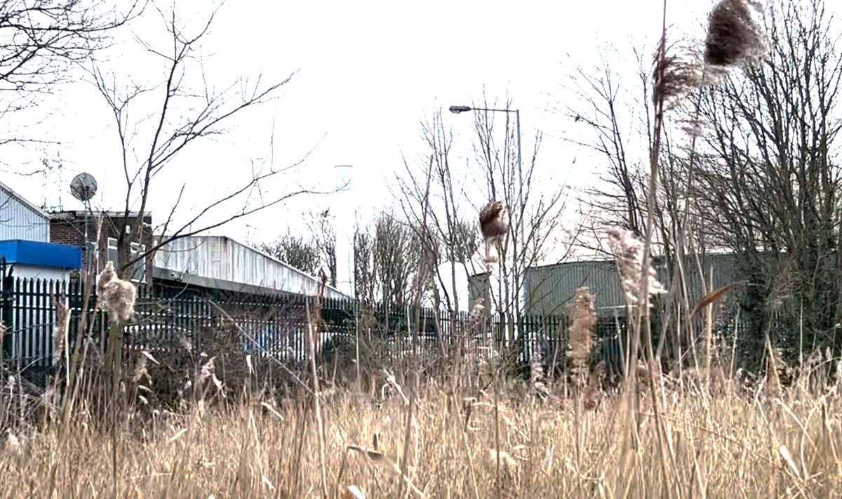 It's #WorldEnvironmentDay2023 and if you didn't know already, we're all about the #environment at Bio Collectors! Our facility happily sits right next to Bennetts Hole nature reserve, right on the banks of the River Wandle, Mitcham.