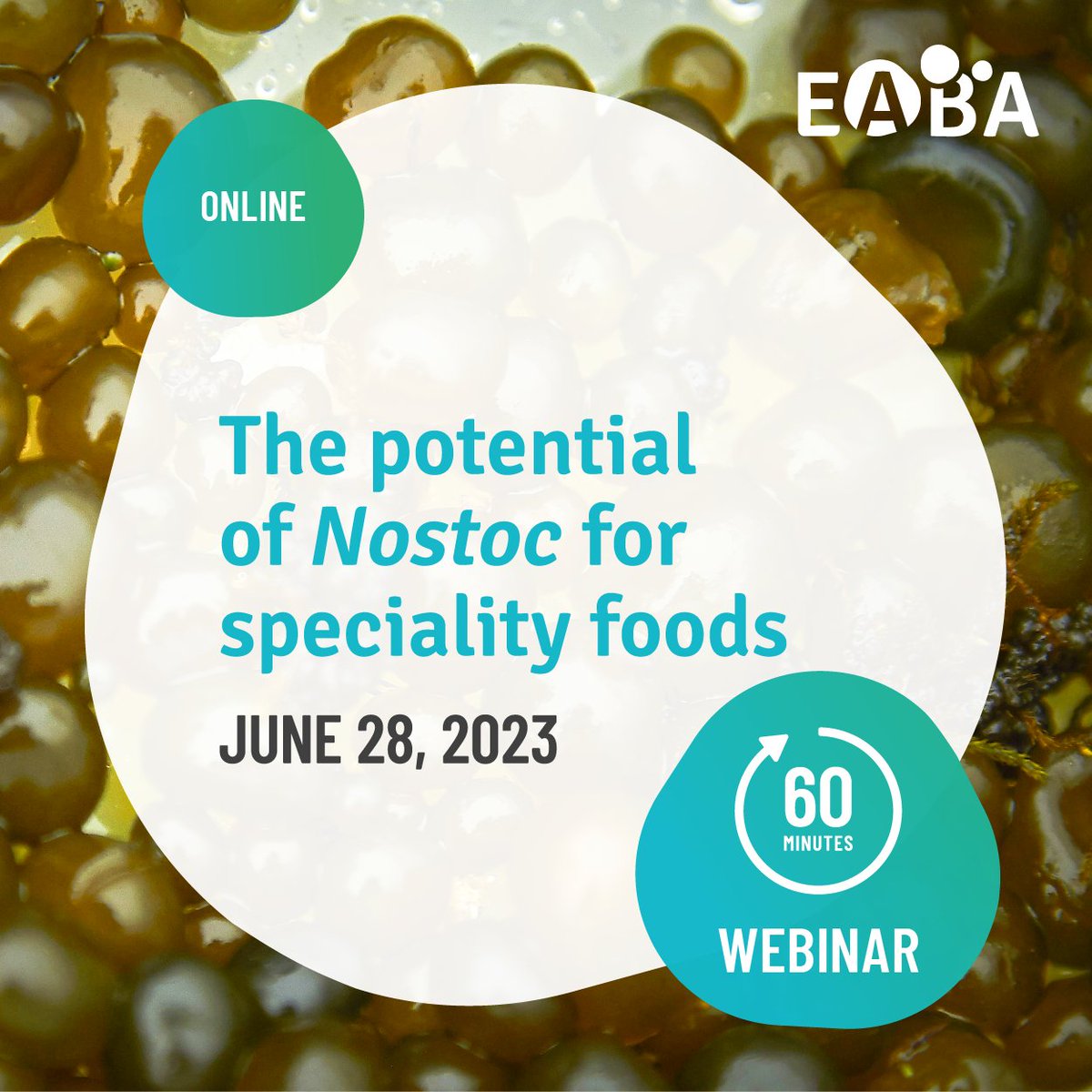 💡 Webinar « The potential of nostoc (cyanobacteria) for specialty foods »: registrations are open 😉! ✏️ Register at: algaeworkshops.org/algae-workshop… 🤗 #algae #microalgae #seaweed #biomass #marinebiology #research, #innovation #science #nostoc #foods #food #madebyalgae #madeinocean