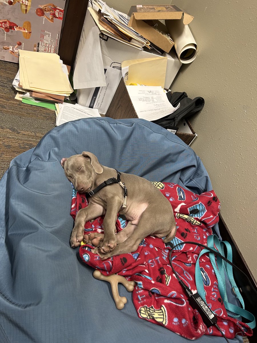 DrewDuncan4's tweet photo. This is Burt.  He is getting used to his new family and new surroundings.  He loves his sister Olivia.  #Burt https://t.co/9Eyp1kZfnc