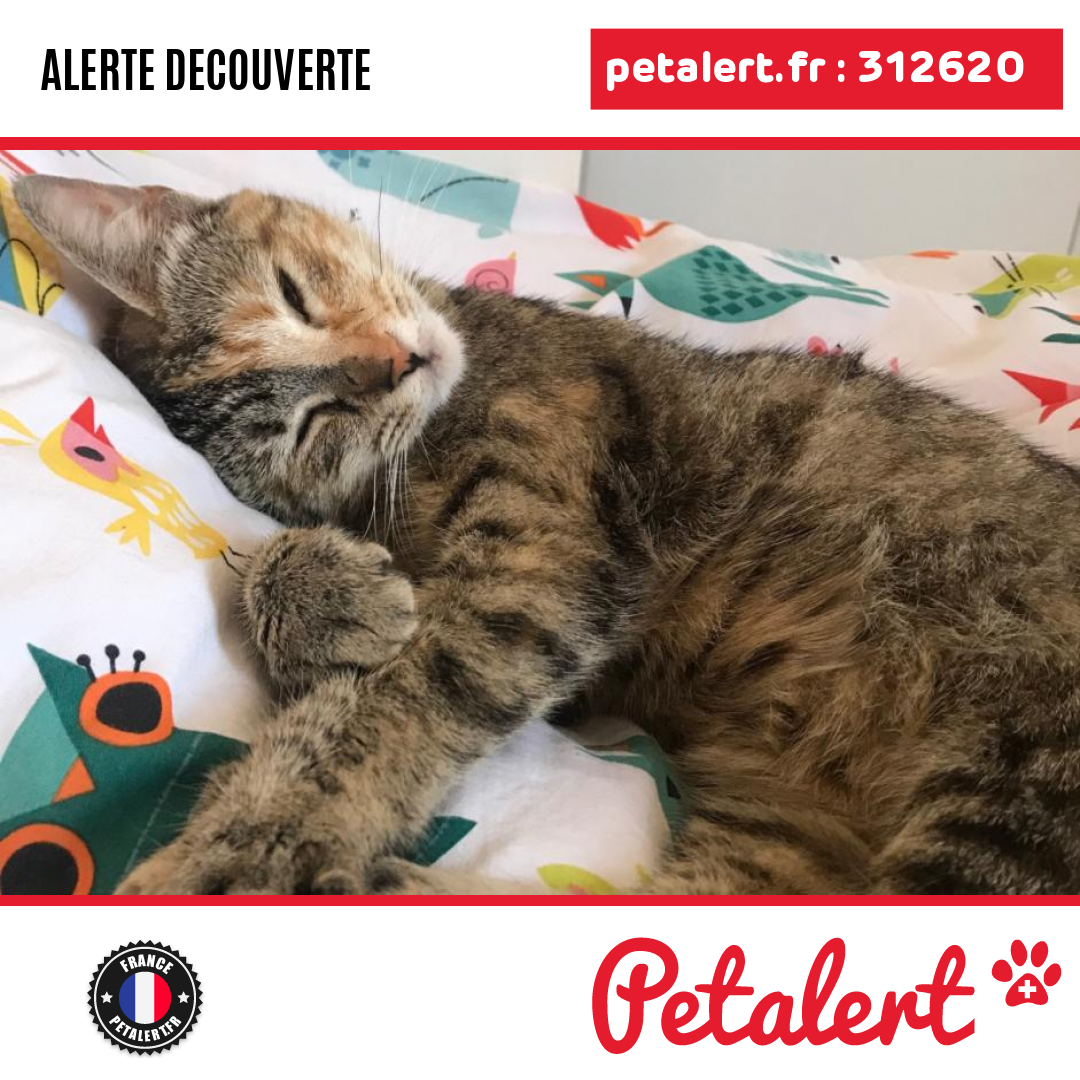 Trouvé #Chat #Drome #Valence #Petalert  #PetAlert26 / p3t.co/v6jaa