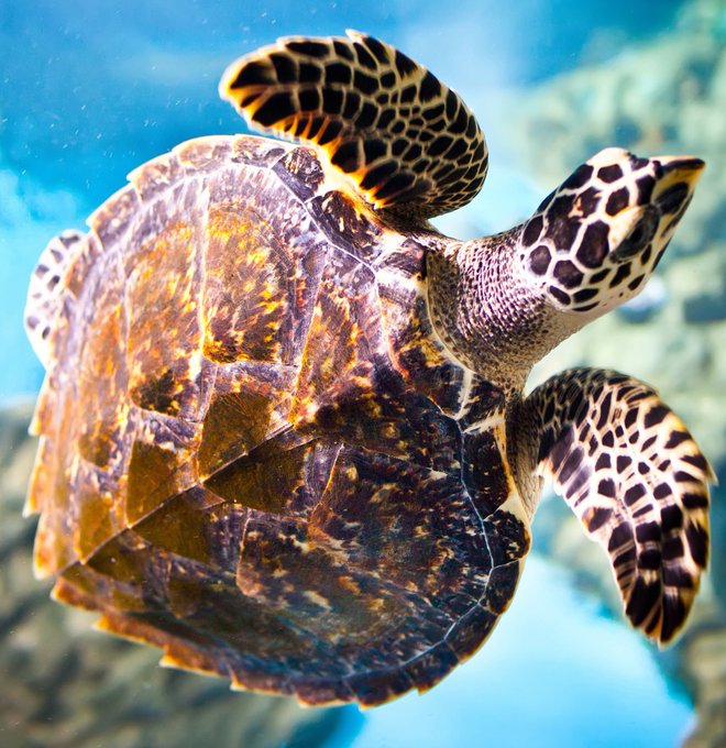 Hawksbill Sea Turtle