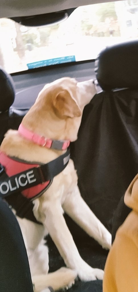 smile95ok's tweet image. Cuando el Finde quedó atrás y el Lunes te toca ir a la ofi 🐾🥹
#buendia
#petsatwork
#dogsoftwitter