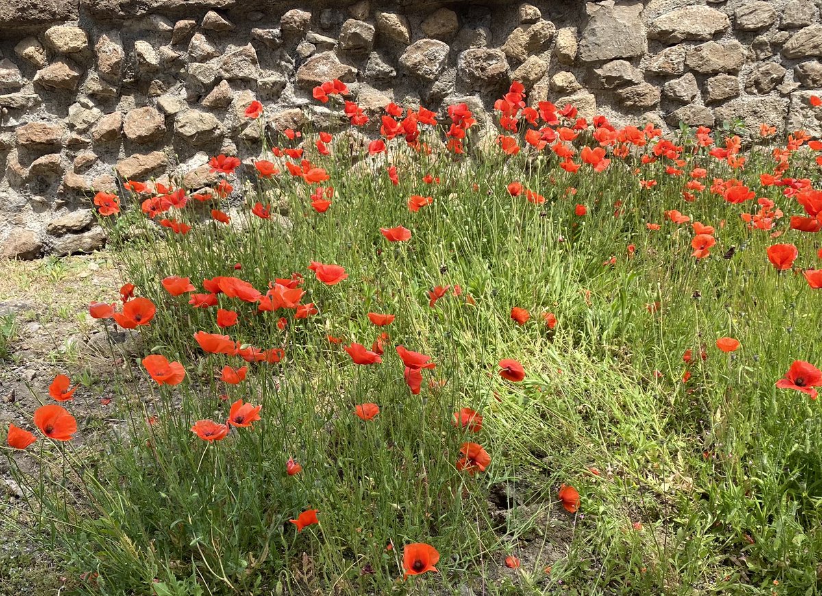 Poppies at Ostia Antica #EnvironmentDay