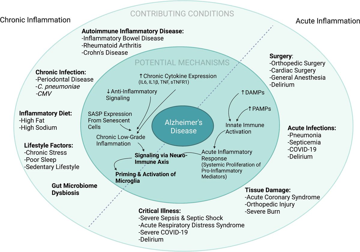 'The role of peripheral inflammatory insults in #AlzheimersDisease: a review and research roadmap'

Keenan Walker <a href="/NIHAging/">The National Institute on Aging (NIA)</a>... @HenekaMichael <a href="/BettcherNeuro/">Brianne Bettcher</a>

#neuroinflammation

bit.ly/3OSafGP