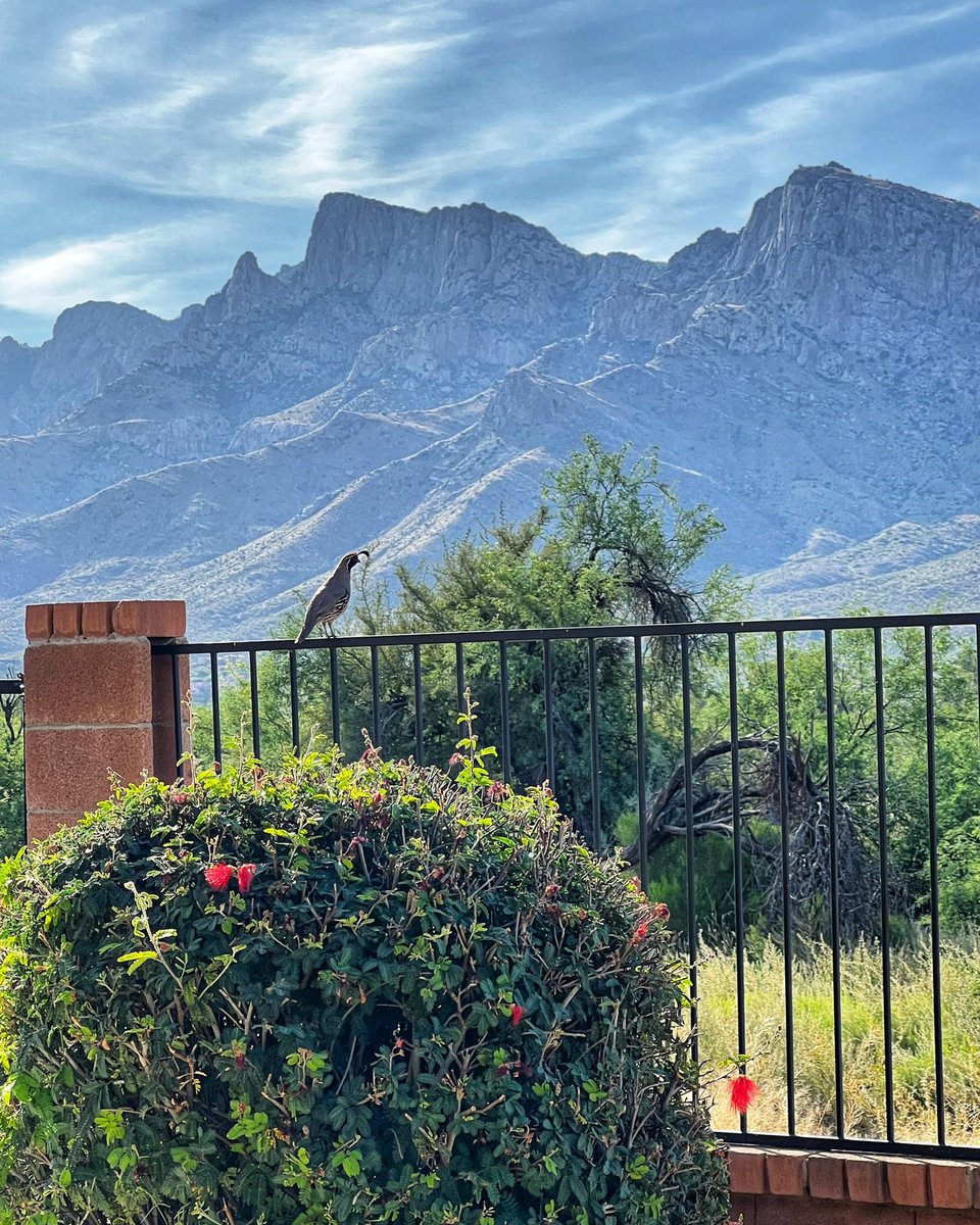 Backyard office views..🙌🏼 
••••••••
#happymonday #mondaymorning #catalinamountains #puschridge #desertvibes #desertlife #gambelquail #azrealtor #tucson #arizona