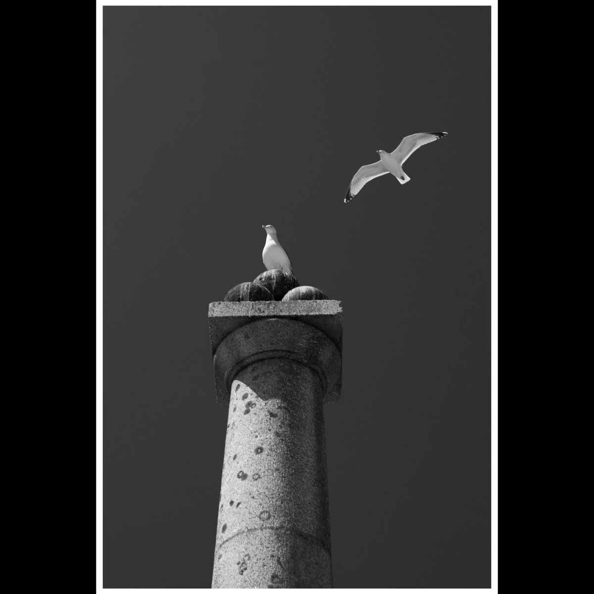 Looking up 
#streetphoto #birds #seaside #swanage #bnw_photo
#bnwphotography #bnw #bnwmood #bnw_captures #bnwphoto #bnw_greatshots #blackandwhitephotography #bnwsouls #monochrome #bnwlife #blackandwhitephoto #blackandwhite #bnw_zone #bnw_addicted