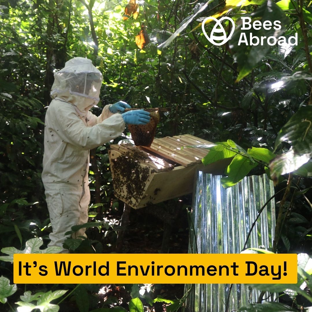 Happy #WorldEnvironmentDay! We recently shared green stories from our projects during the Green Story month. These are a great way to get to know our work more and how our projects help support the local environment. linktr.ee/beesabroad