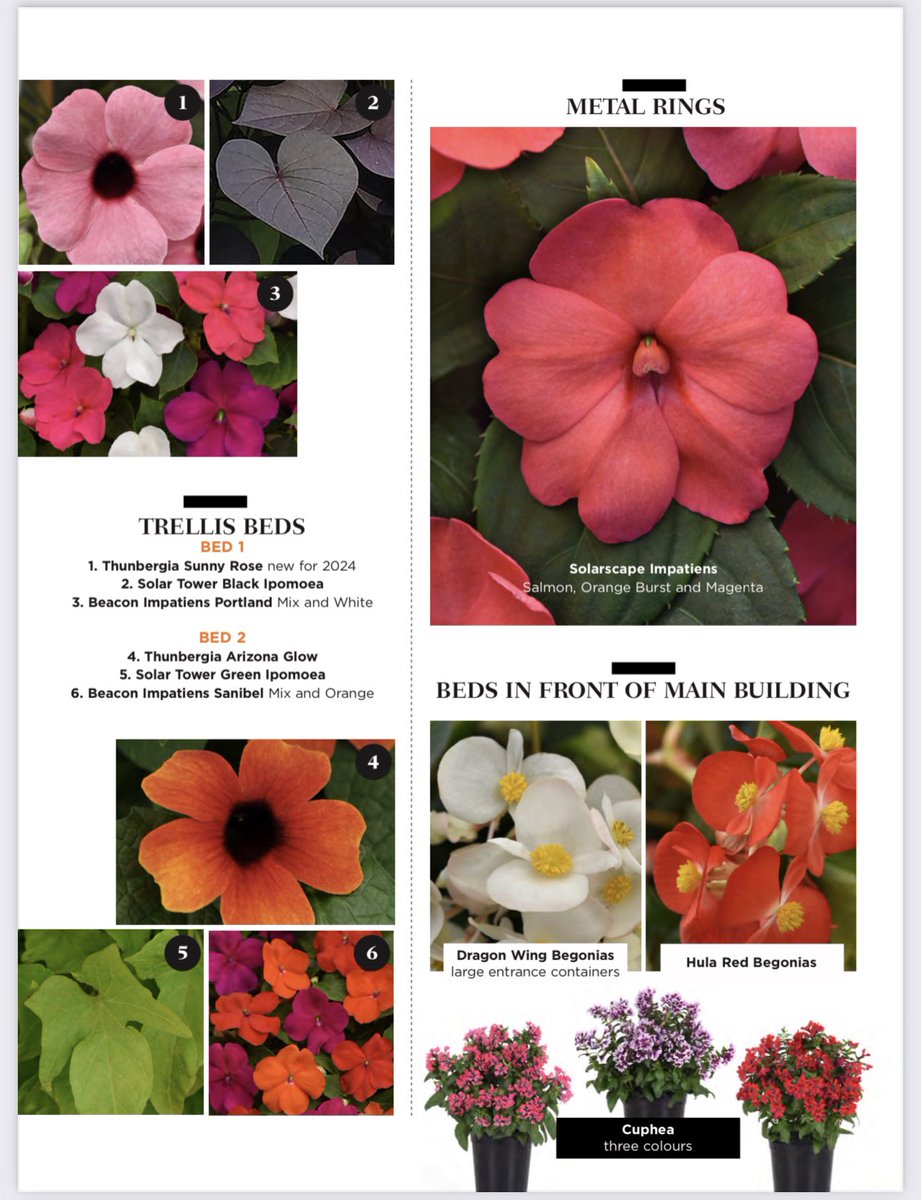 Tanya Carvalho (@tanyacbloomdiva) on Twitter photo Trellis Magazine from <a href="/TBG_Canada/">TO Botanical Garden</a> features an article this month ‘Inspiring Concepts’ with the bed designs I created to showcase some new introductions from <a href="/BallFloraPlant/">Ball FloraPlant</a>, <a href="/SelectaOneNA/">Selecta One</a> and <a href="/PanAmSeed/">PanAmerican Seed</a>! Visit us this summer! #gardening #gardeninspiration #bloomdiva #garden Trellis Magazine from <a href="/TBG_Canada/">TO Botanical Garden</a> features an article this month ‘Inspiring Concepts’ with the bed designs I created to showcase some new introductions from <a href="/BallFloraPlant/">Ball FloraPlant</a>, <a href="/SelectaOneNA/">Selecta One</a> and <a href="/PanAmSeed/">PanAmerican Seed</a>! Visit us this summer! #gardening #gardeninspiration #bloomdiva #garden