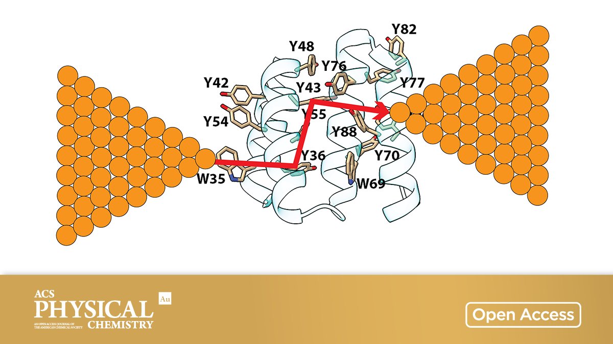 Long-Range Conductivity in #Proteins Mediated by Aromatic Residues

By Siddharth Krishnan, Aleksei Aksimentiev, Stuart Lindsay &amp; Dmitry Matyushov <a href="/ASU/">Arizona State University</a> <a href="/UofIllinois/">University of Illinois</a> <a href="/aksimentievLab/">AksimentievLab</a> 

🔓 Open access in ACS Physical Chemistry Au 👉 go.acs.org/55X