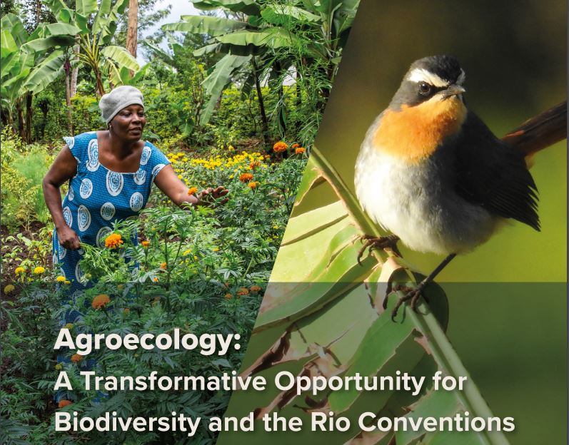 Unlocking #RioConvention targets with #Agroecology: Join us at the #BonnClimateConference tomorrow. We'll discuss how AE aids climate adaptation, #foodsecurity, biodiversity conservation + more. 
Don't miss our #policybrief on its transformative potential: lnkd.in/eCQkYgKn