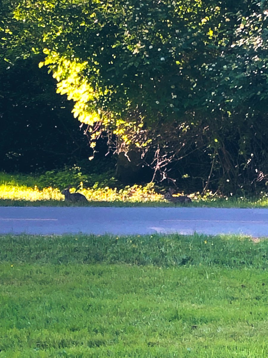 jasonaboyd's tweet image. #DHSI 2023 starts today! Deer and bunny sightings first thing! @DHInstitute