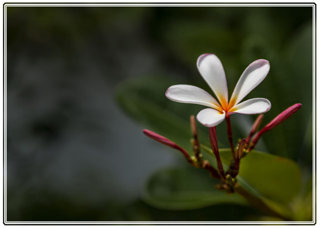 A #vibrant #flower growing on the #stem of a shrub, #thriving inside the #ideal conditions within the #dome in @GardensbytheBay #Singapore. #flowerphotography #macrophotography #environmental #conservation #photography, see more #photographs like this at darrensmith.org.uk