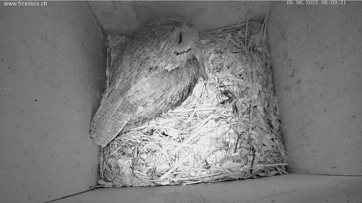 SVS_BirdLife's tweet photo. Sensation: Dank Ficedula (#BirdLife im Tessin) kann man derzeit nicht nur Steinkäuzen, sondern auch Zwergohreulen live ins Nest gucken!
https://t.co/Jhfwd4ZAA1
Alle Infos unter https://t.co/0pnCGVZU6R

#Nestkamera #Ornithologie #Ficedula https://t.co/QQrS2d2pK8
