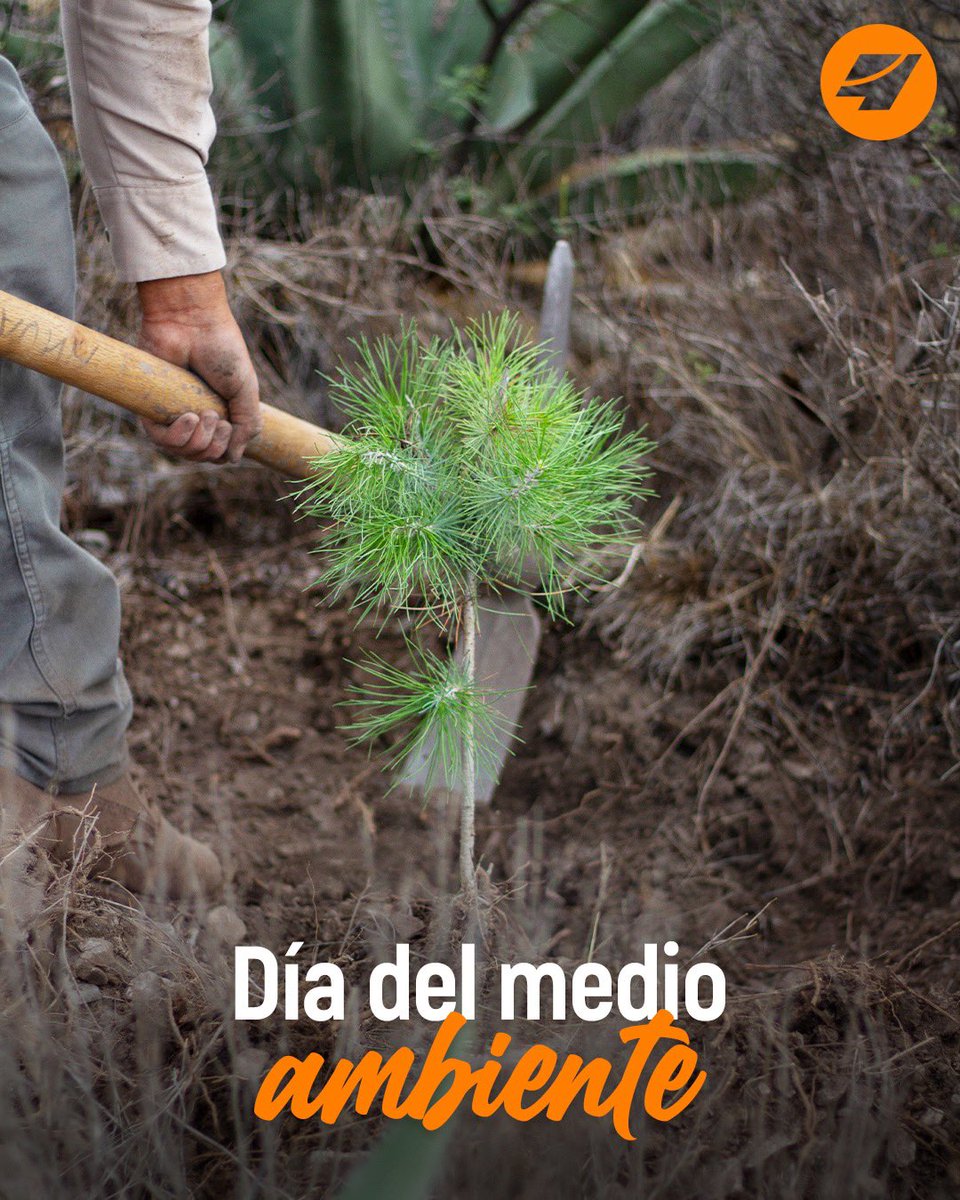 contrissa's tweet photo. ¡Celebremos juntos el Día del Medio Ambiente! 
Cuidemos nuestro planeta, cada acción cuenta, pequeños gestos y grandes cambios.
Como empresa, llevamos a cabo campañas de reforestación para proteger y preservar nuestro entorno. Juntos, construimos un futuro sostenible. 🌳💚 https://t.co/VQncSmczdD