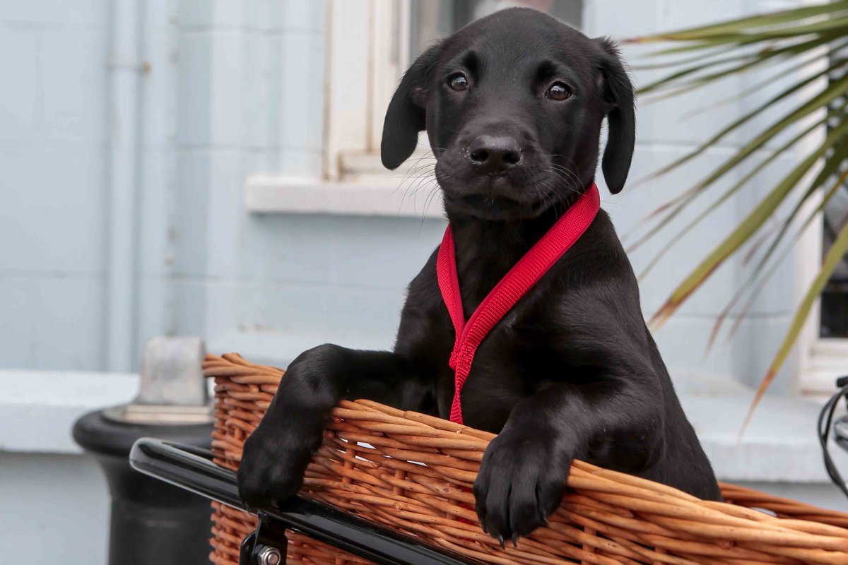 DOGS STAY FREE THIS SUMMER 🌤️
Bring your four-legged friend away with you when you choose The Brudenell. 
Valid for stays throughout June, July and August 🐾
brudenellhotel.co.uk/offers/dogs-go…

#dogfriendlyhotels #suffolkcoast #dogholiday