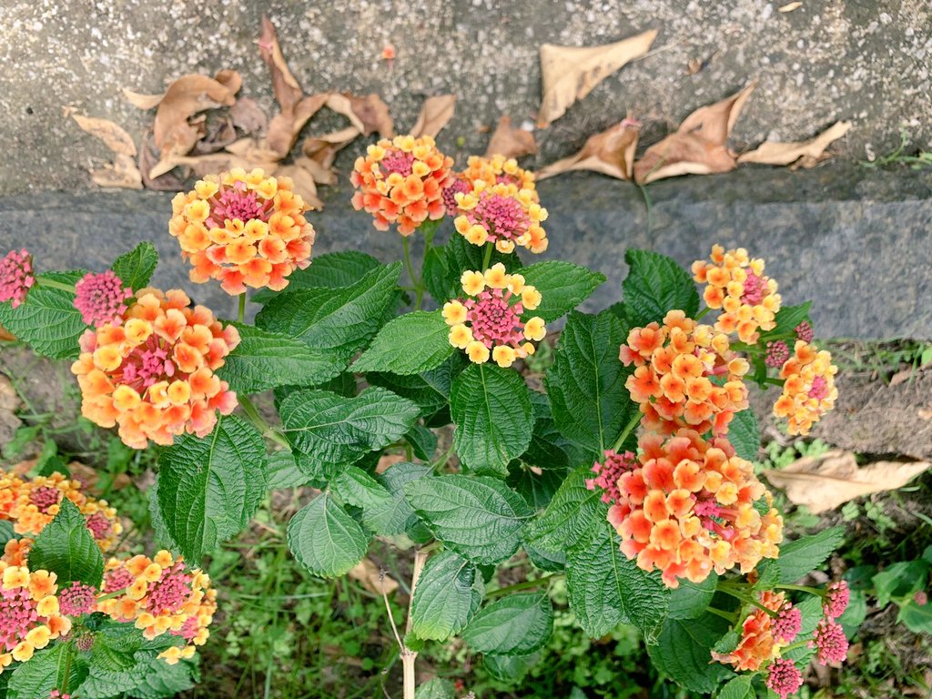 bcm_girolamini's tweet photo. Non solo frutti, ma anche coloratissimi fiori di #lantana decorano il #Chiostro grande dei #Girolamini ๐บ... un #microcosmo ricco di suggestioni #ambienteMW #environmentMW #WorldEnvrionmentDay #museums4planet #MuseumWeek https://t.co/QmpTt18CRa