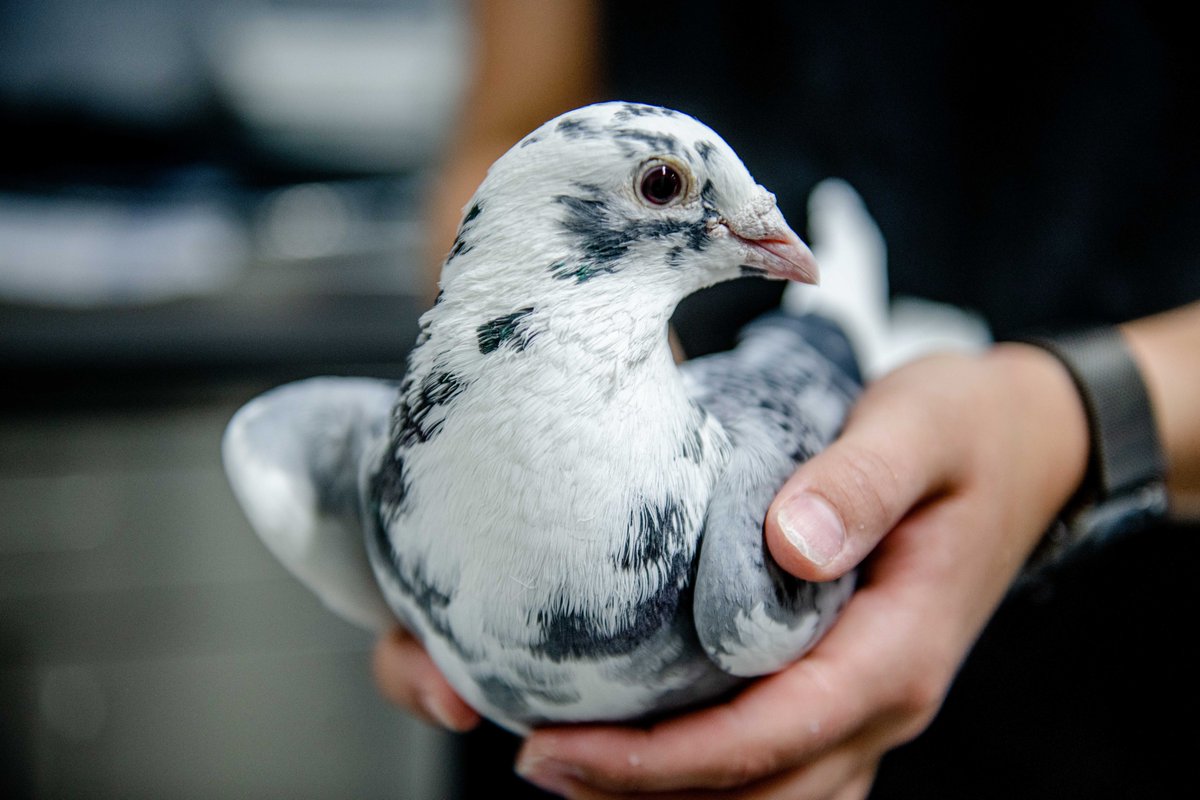 MPI for Biological Intelligence (@mpiforbi) on Twitter photo A new study suggests that pigeons can fly in their dreams: Researchers studied sleeping pigeons and found brain activity in areas that process visual signals and information from the wings during REM sleep. Read more: doi.org/10.1038/s41467…
<a href="/ruhrunibochum/">Ruhr-Universität Bochum</a> <a href="/BehrooziMehdi/">Mehdi Behroozi</a> A new study suggests that pigeons can fly in their dreams: Researchers studied sleeping pigeons and found brain activity in areas that process visual signals and information from the wings during REM sleep. Read more: doi.org/10.1038/s41467…
<a href="/ruhrunibochum/">Ruhr-Universität Bochum</a> <a href="/BehrooziMehdi/">Mehdi Behroozi</a>
