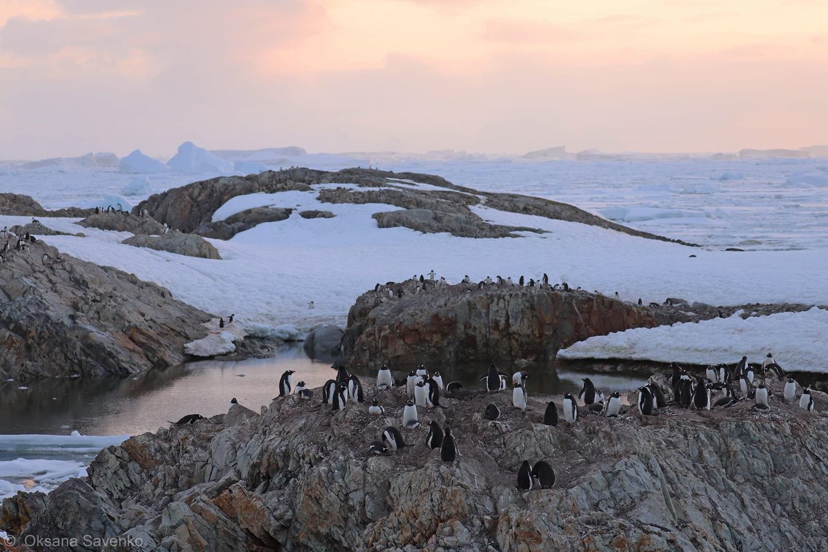 These findings emphasize the importance  of expanding conservation efforts to preserve the unique biodiversity  of the region. #UkrainianScientists #Biodiversity #Conservation #AntarcticWildlife