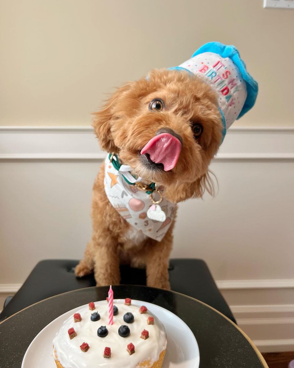 Happy 2nd Birthday Summer! 🥰❤️

#PuppyCakeLlc #Cakefordogs #Dogcakemix #Dogbirthdaycakekit #Cakemixfordogs #HappyBirthday