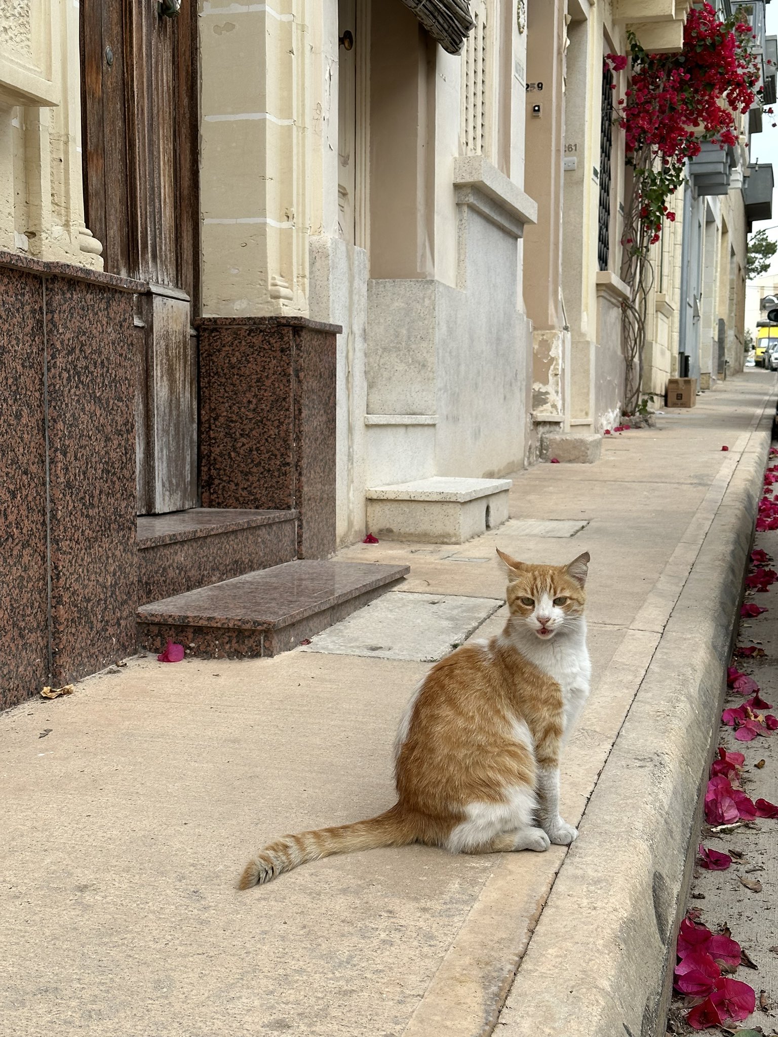 Cats of Malta Film