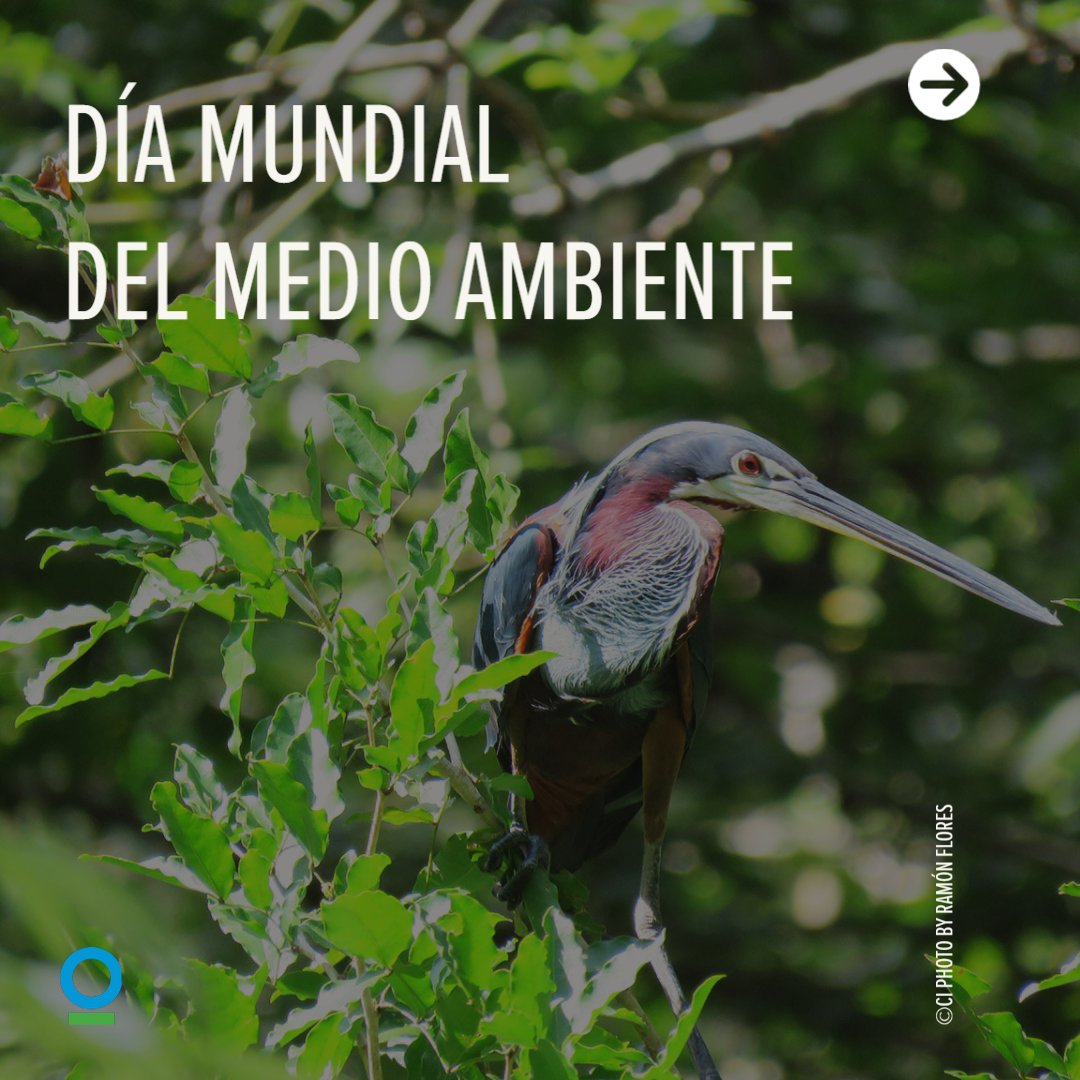 Conservación Internacional México tweet media