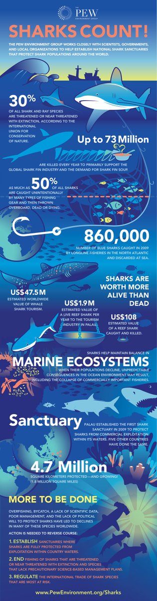 UNBiodiversity's tweet photo. 🦈 Sharks, the ancient sentinels of our oceans, predate even dinosaurs. Yet today, they face unprecedented challenges. 

Dive into this infographic to uncover why it's more crucial than ever to protect these magnificent creatures.

#WorldOceanDay 

Via @pewtrusts https://t.co/Sc9HpTwGN5