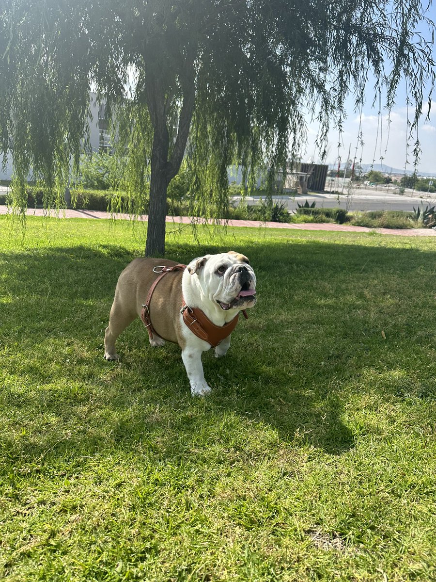 anitabustillos's tweet photo. Good morning friends!! 
Wake up everybody!! 🐾🧡 https://t.co/7pvPXa1Eep