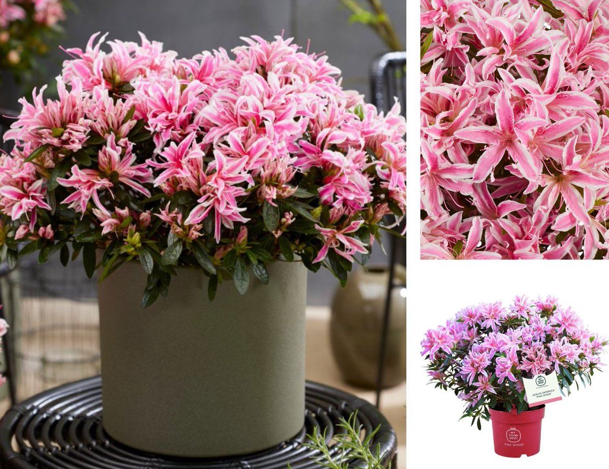 You might want to check this! Same/Similar Plant elsewhere will set you back over £30 more than buying with us . . . gardeningexpress.co.uk/azalea-pink-sp…! 🌱🌷🌹🌳